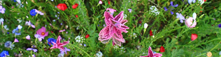 Beratung und Betreuung - Alles Rund um den Garten